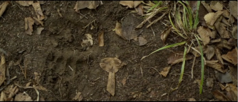 An image of a bear paw print in the dirt, showcasing the wilderness and wildlife of the backcountry.