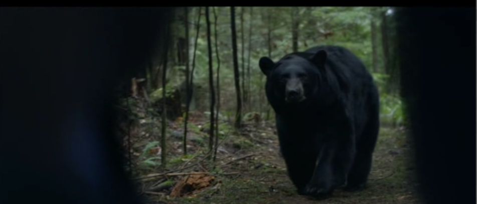 A black bear approaches a tent.