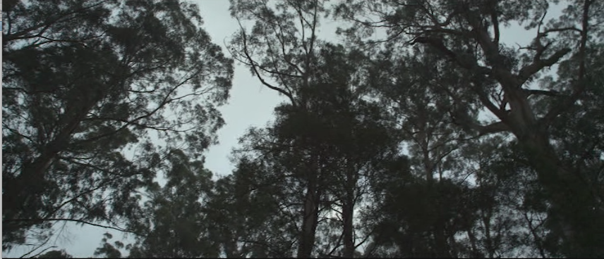 The obligatory shot from "Lost Gully Road" that shows that the movie does, in fact, take place in the woods (Screen capture from DVD by reviewer Ben Nagy)